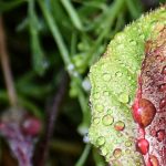 a close up of a leaf with drops of water on it